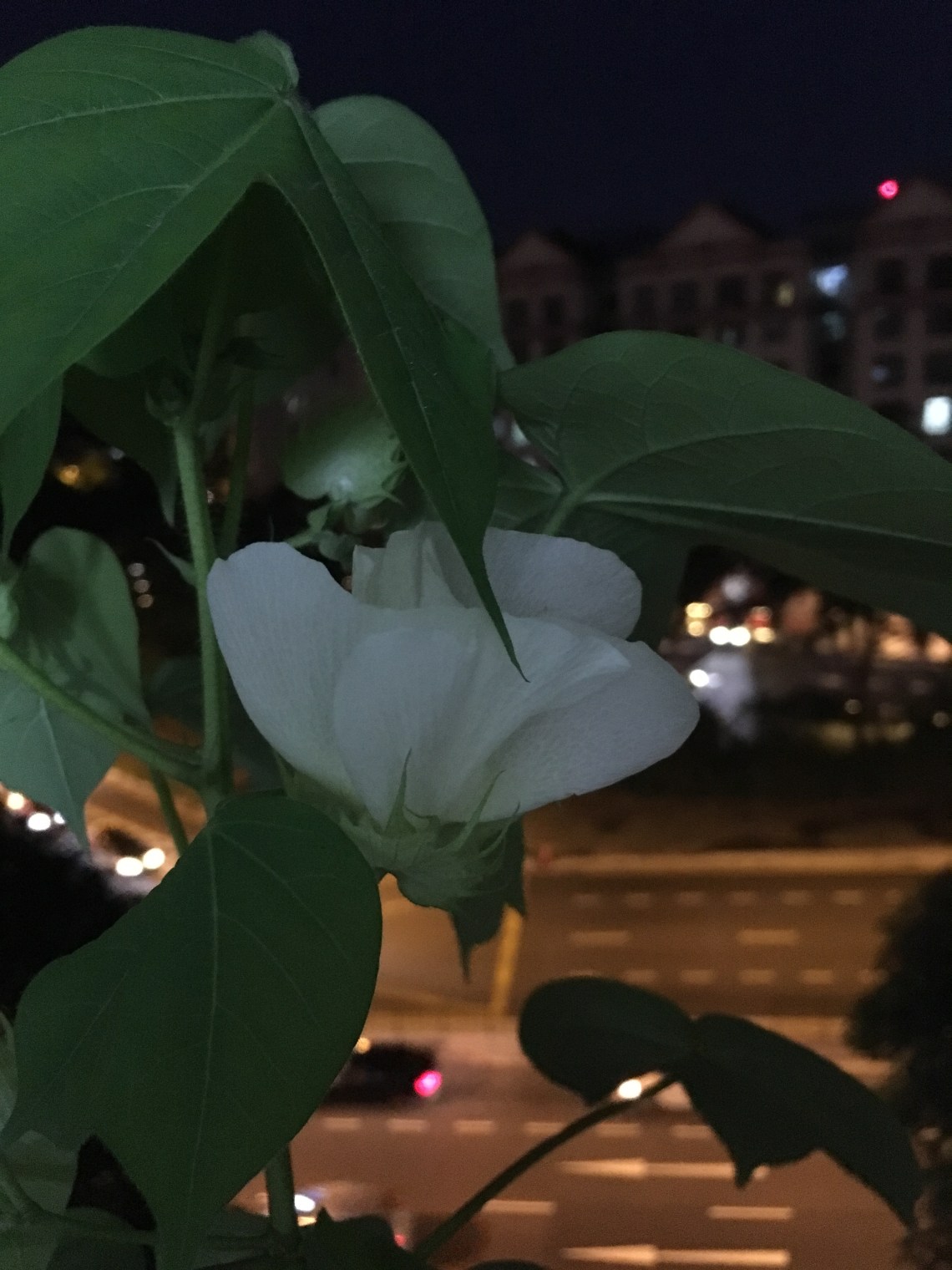 Photo 13-7-17, 7 47 02 PM