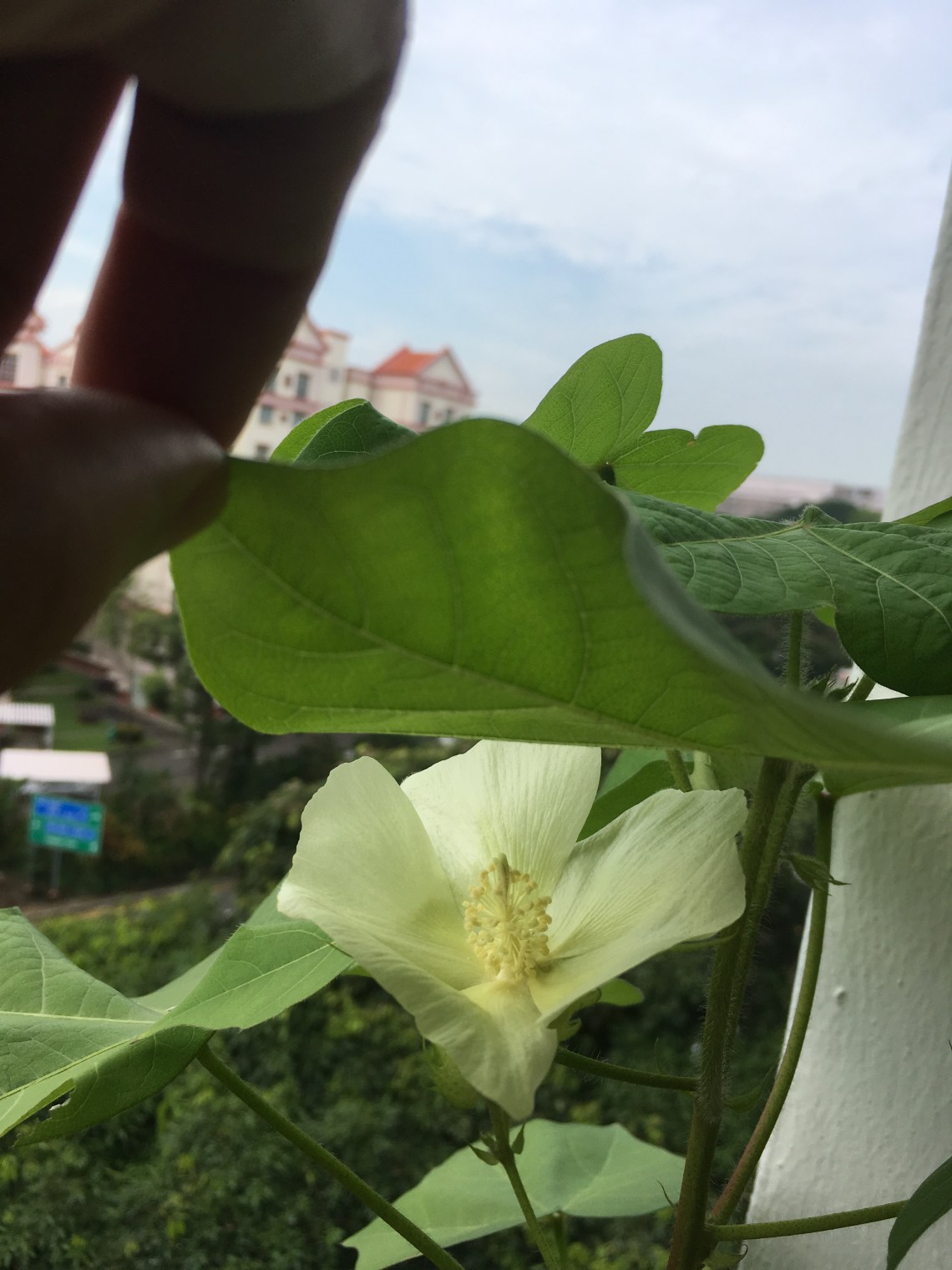 Photo 15-7-17, 10 09 12 AM