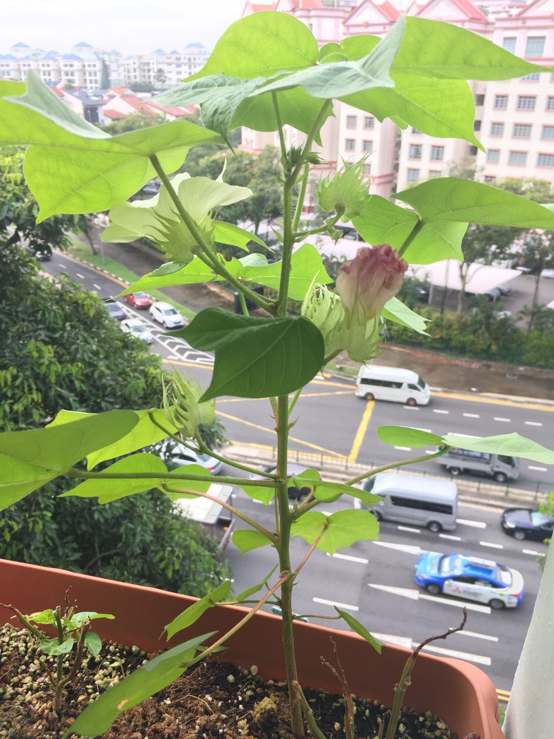 Photo 15-7-17, 10 09 49 AM