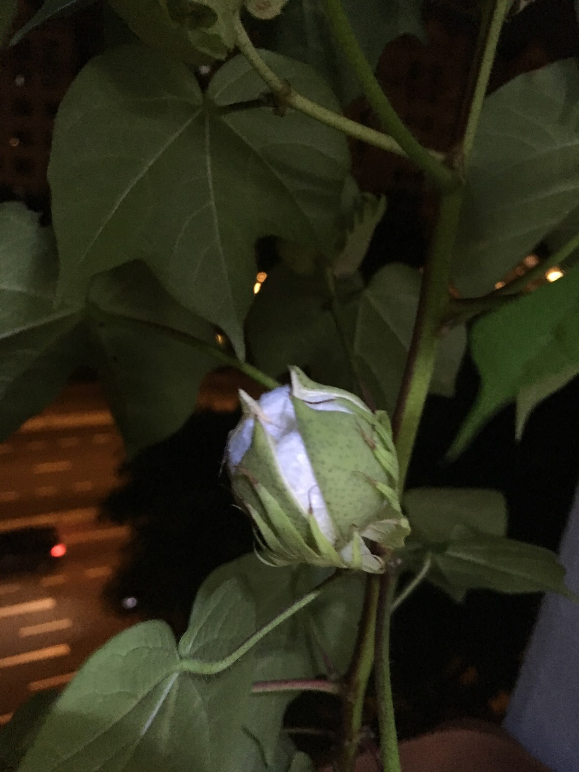 Photo 21-8-17, 8 39 28 PM