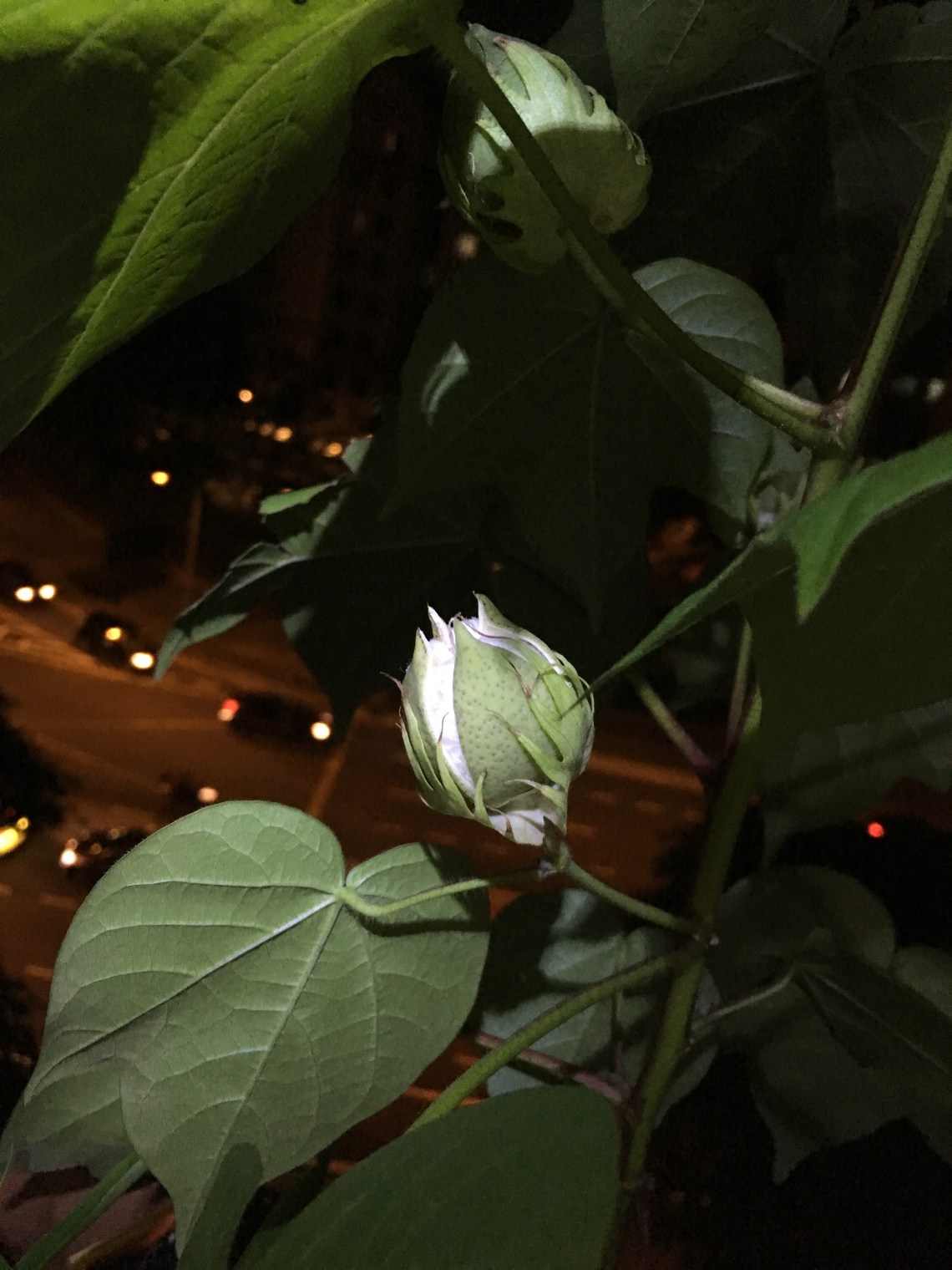 Photo 21-8-17, 8 39 42 PM