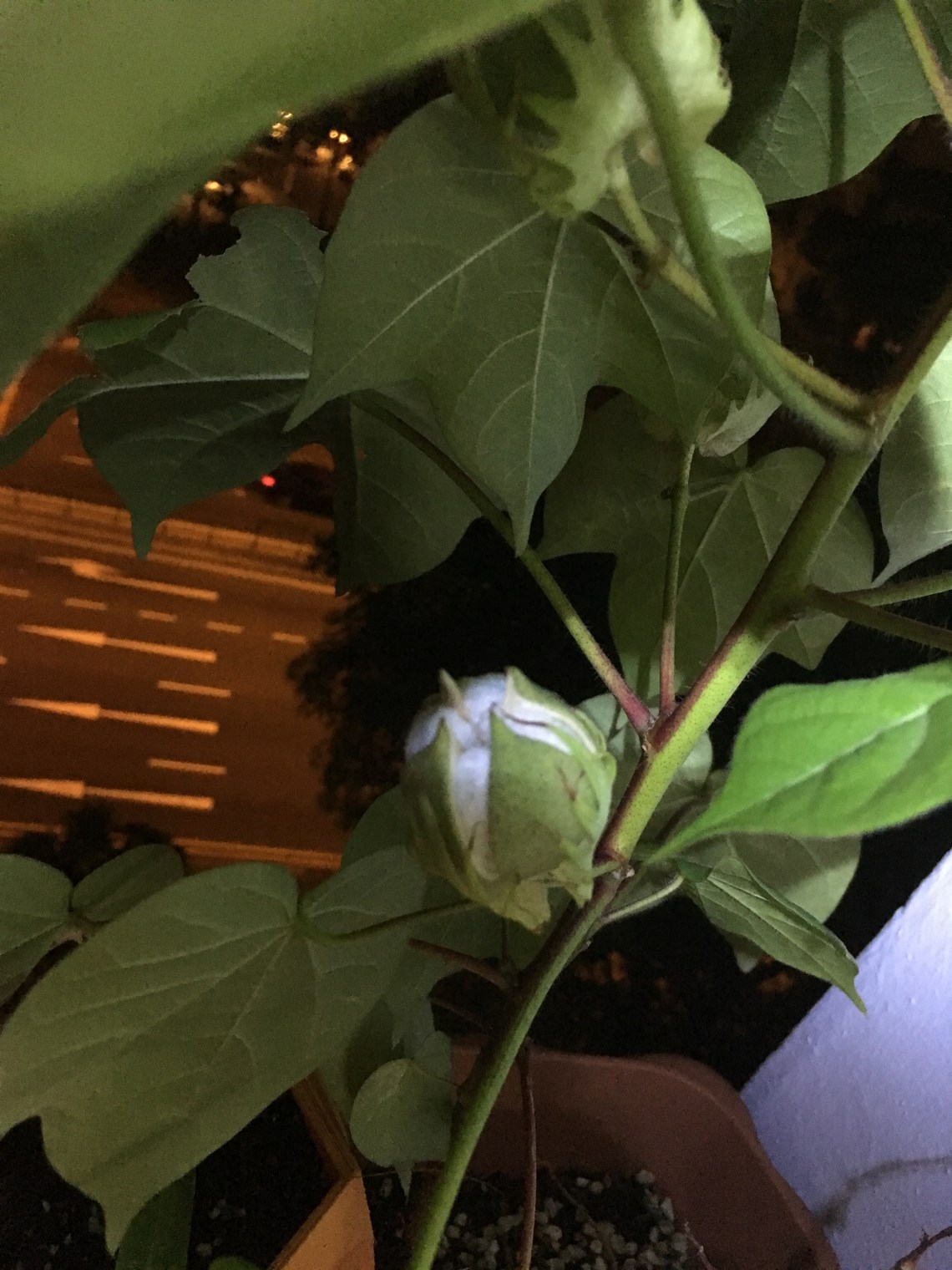 Photo 21-8-17, 8 39 58 PM