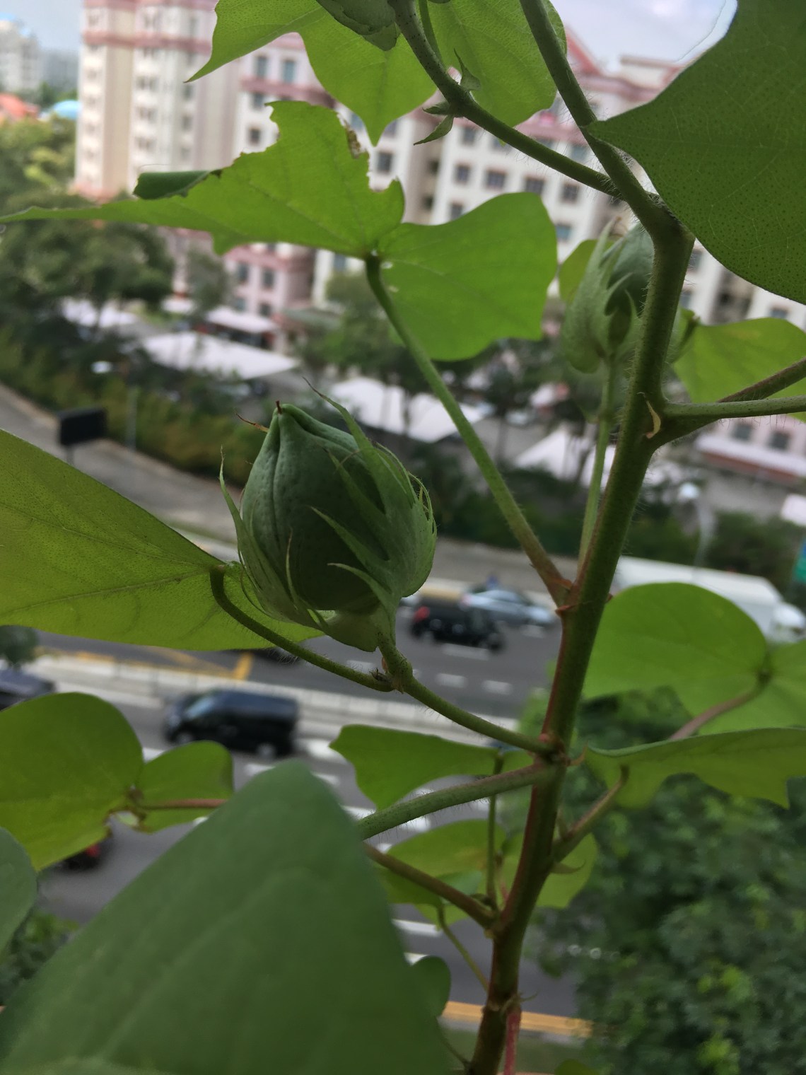 Photo 22-7-17, 1 00 58 PM