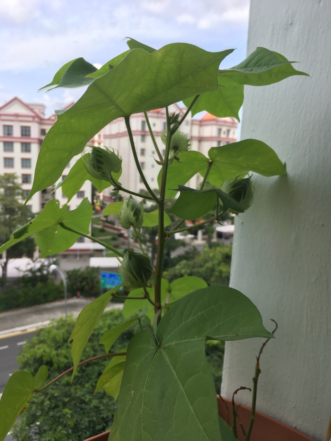 Photo 22-7-17, 1 01 21 PM