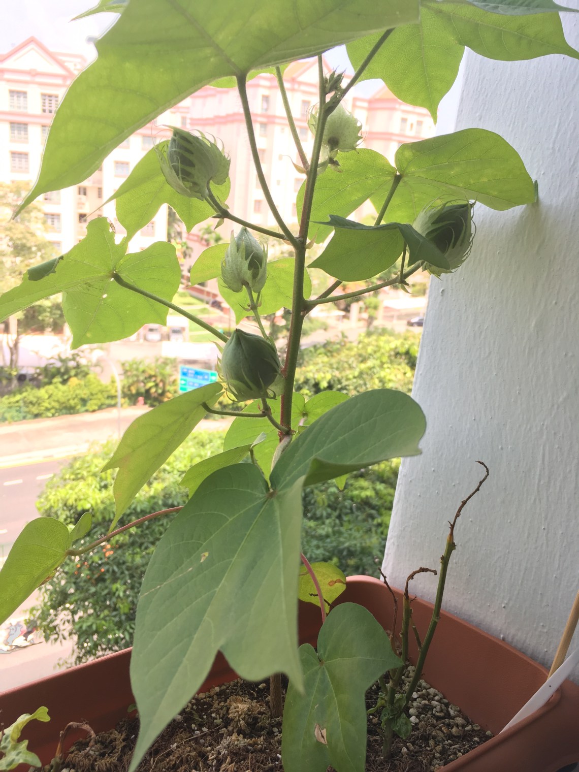 Photo 23-7-17, 2 24 49 PM