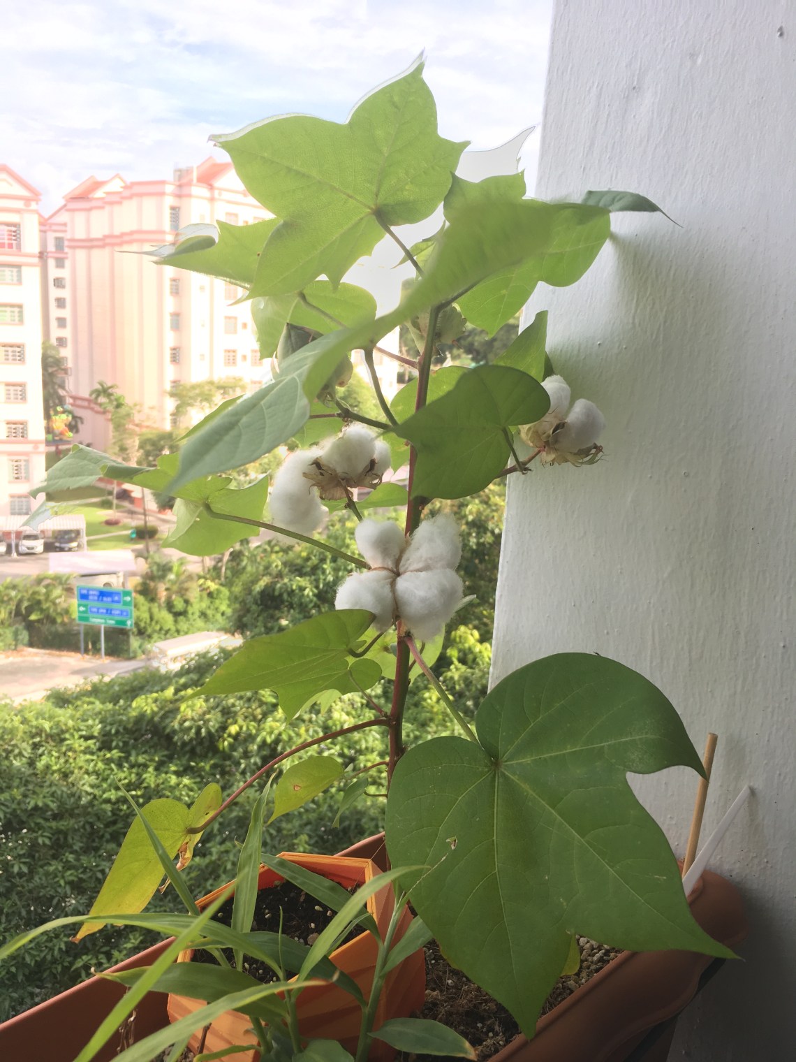 Photo 26-8-17, 5 28 52 PM