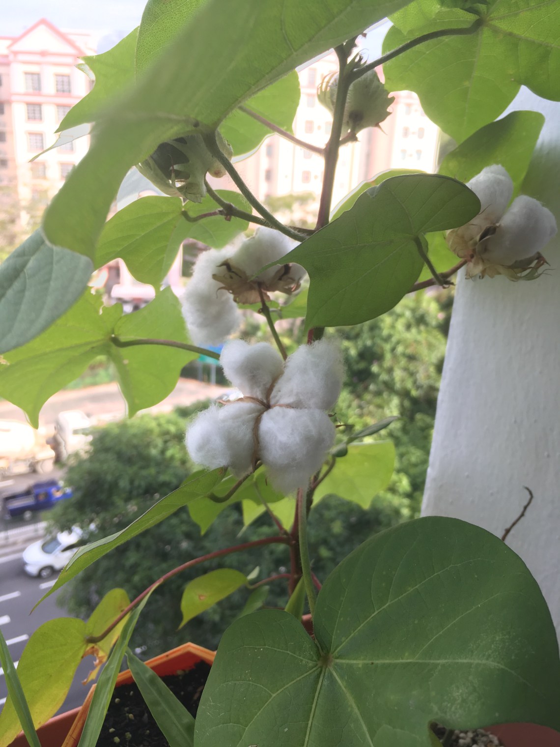 Photo 26-8-17, 5 29 02 PM