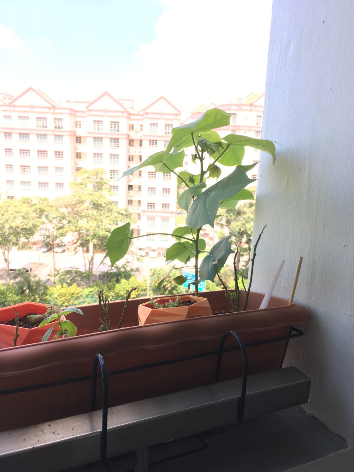 Photo 28-6-17, 1 36 01 PM